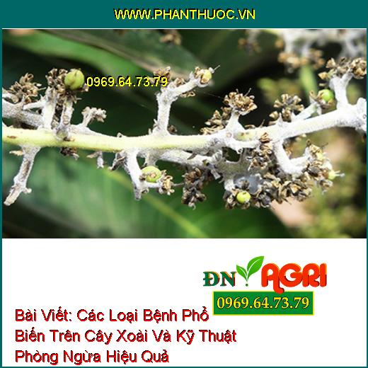 Các Loại Bệnh Phổ Biến Trên Cây Xoài Và Kỹ Thuật Phòng Ngừa Hiệu Quả