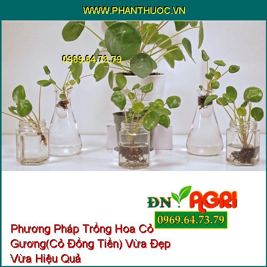 Phương Pháp Trồng Hoa Cỏ Gương(Cỏ Đồng Tiền) Vừa Đẹp Vừa Hiệu Quả