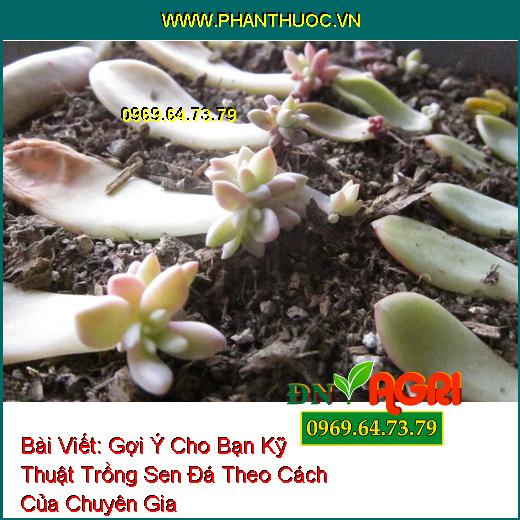 Gợi Ý Cho Bạn Kỹ Thuật Trồng Sen Đá Theo Cách Của Chuyên Gia