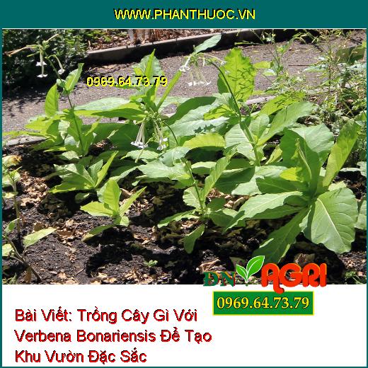 Trồng Cây Gì Với Verbena Bonariensis Để Tạo Khu Vườn Đặc Sắc