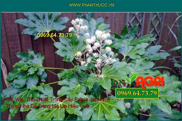 Thủ Thuật Trồng Cây Fatsia Japonica Trong Nhà Dễ Dàng Mà Lại Hiệu Quả