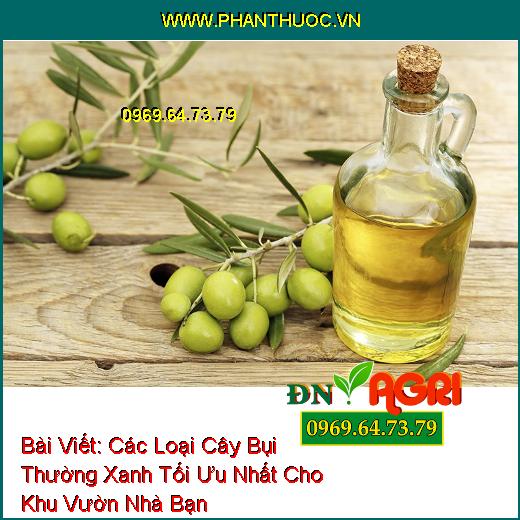 Các Loại Cây Bụi Thường Xanh Tối Ưu Nhất Cho Khu Vườn Nhà Bạn