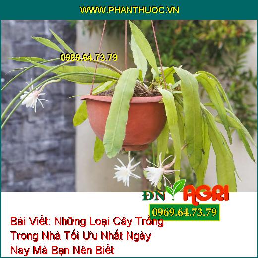 Những Loại Cây Trồng Trong Nhà Tối Ưu Nhất Ngày Nay Mà Bạn Nên Biết