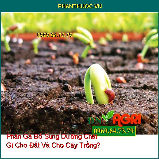 Phân Gà Bổ Sung Dưỡng Chất Gì Cho Đất Và Cho Cây Trồng?