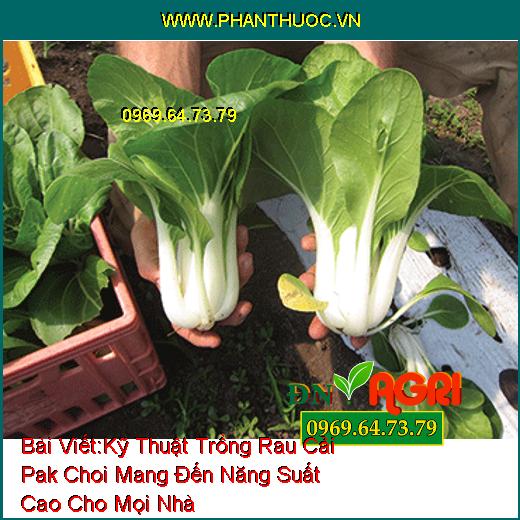 Kỹ Thuật Trồng Rau Cải Pak Choi Mang Đến Năng Suất Cao Cho Mọi Nhà