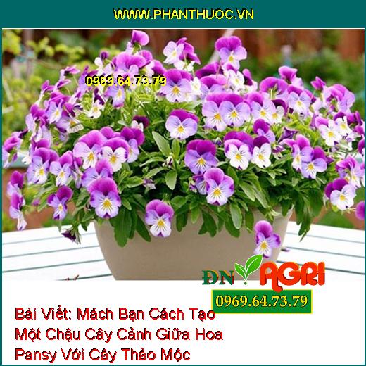 Mách Bạn Cách Tạo Một Chậu Cây Cảnh Giữa Hoa Pansy Với Cây Thảo Mộc