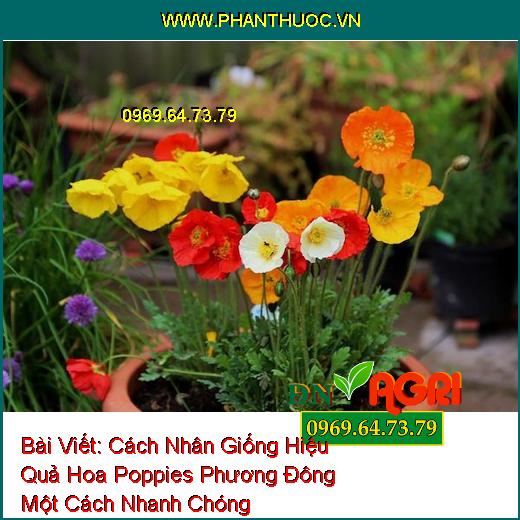 Cách Nhân Giống Hiệu Quả Hoa Poppies Phương Đông Một Cách Nhanh Chóng