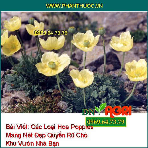 Các Loại Hoa Poppies Mang Nét Đẹp Quyến Rũ Cho Khu Vườn Nhà Bạn