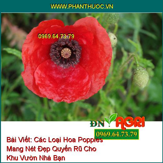 Các Loại Hoa Poppies Mang Nét Đẹp Quyến Rũ Cho Khu Vườn Nhà Bạn