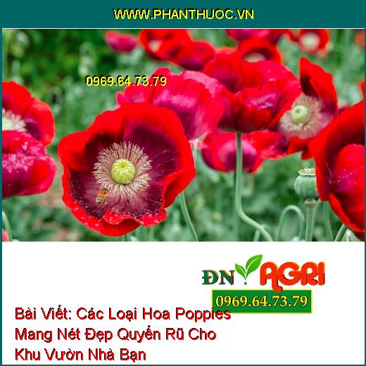 Các Loại Hoa Poppies Mang Nét Đẹp Quyến Rũ Cho Khu Vườn Nhà Bạn