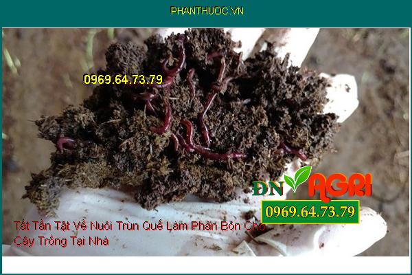 Tất Tần Tật Về Nuôi Trùn Quế Làm Phân Bón Cho Cây Trồng Tại Nhà