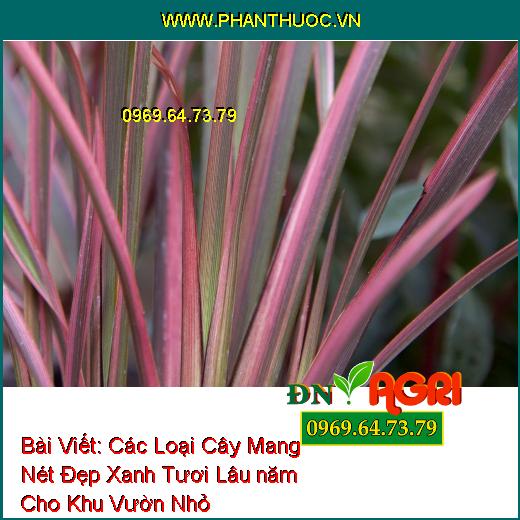 Các Loại Cây Mang Nét Đẹp Xanh Tươi Lâu năm Cho Khu Vườn Nhỏ