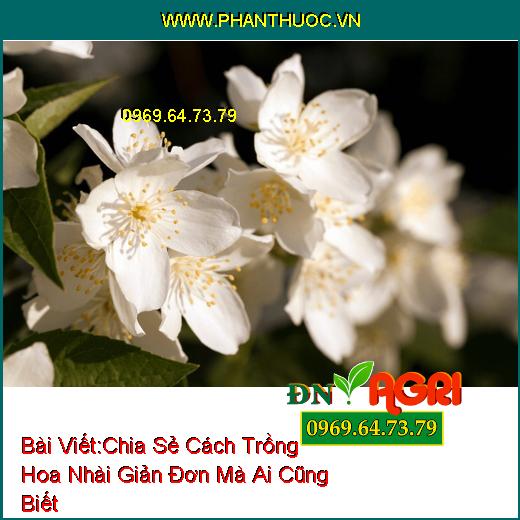 Chia Sẻ Cách Trồng Hoa Nhài Giản Đơn Mà Ai Cũng Biết