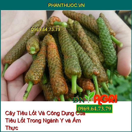 Cây Tiêu Lốt Và Công Dụng Của Tiêu Lốt Trong Ngành Y và Ẩm Thực