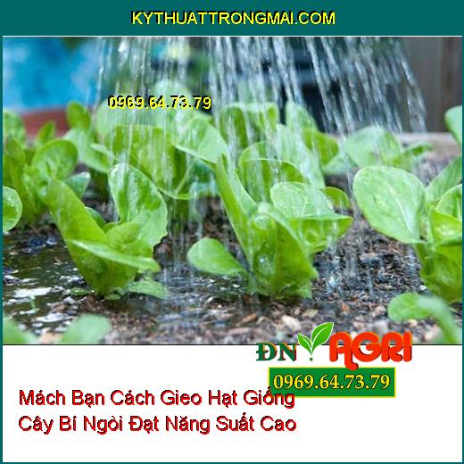 Mách Bạn Cách Gieo Hạt Giống Cây Bí Ngòi Đạt Năng Suất Cao