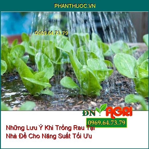 Những Lưu Ý Khi Trồng Rau Tại Nhà Để Cho Năng Suất Tối Ưu