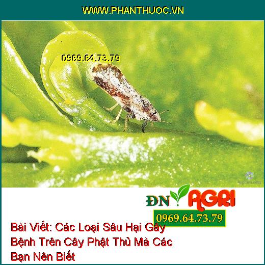 Các Loại Sâu Hại Gây Bệnh Trên Cây Phật Thủ Mà Các Bạn Nên Biết