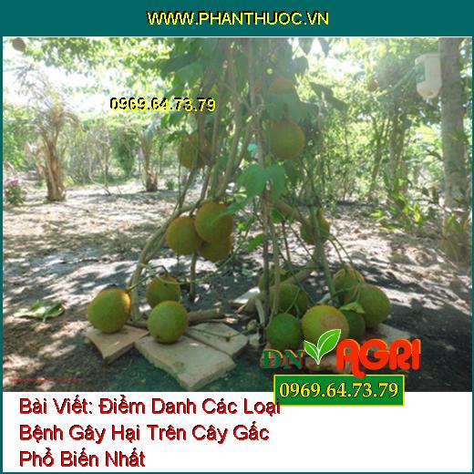 Điểm Danh Các Loại Bệnh Gây Hại Trên Cây Gấc Phổ Biến Nhất