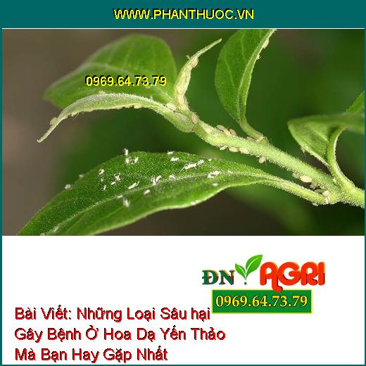 Những Loại Sâu hại Gây Bệnh Ở Hoa Dạ Yến Thảo Mà Bạn Hay Gặp Nhất