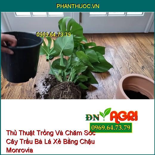 Thủ Thuật Trồng Và Chăm Sóc Cây Trầu Bà Lá Xẻ Bằng Chậu Monrovia