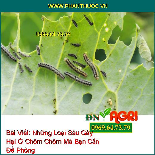 Những Loại Sâu Gây Hại Ở Chôm Chôm Mà Bạn Cần Đề Phòng