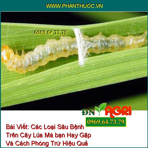 Các Loại Sâu Bệnh Trên Cây Lúa Mà bạn Hay Gặp Và Cách Phòng Trừ Hiệu Quả