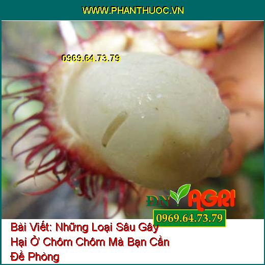 Những Loại Sâu Gây Hại Ở Chôm Chôm Mà Bạn Cần Đề Phòng