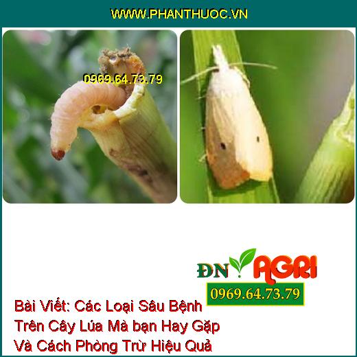 Các Loại Sâu Bệnh Trên Cây Lúa Mà bạn Hay Gặp Và Cách Phòng Trừ Hiệu Quả