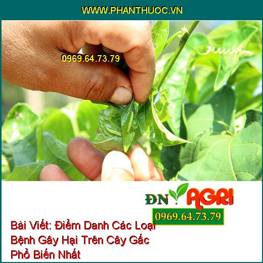 Điểm Danh Các Loại Bệnh Gây Hại Trên Cây Gấc Phổ Biến Nhất