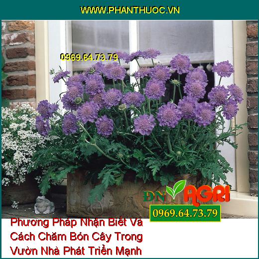 Phương Pháp Nhận Biết Và Cách Chăm Bón Cây Trong Vườn Nhà Phát Triển Mạnh