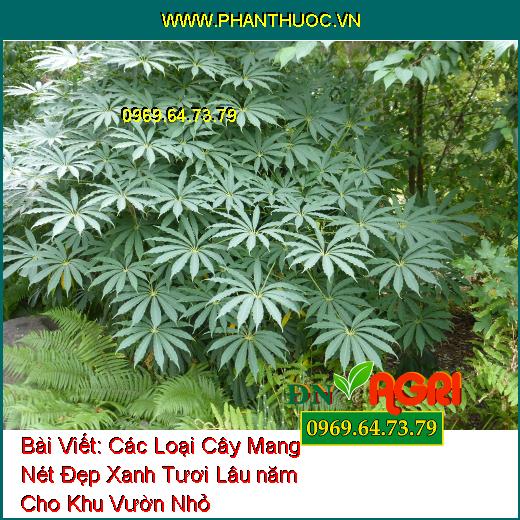 Các Loại Cây Mang Nét Đẹp Xanh Tươi Lâu năm Cho Khu Vườn Nhỏ