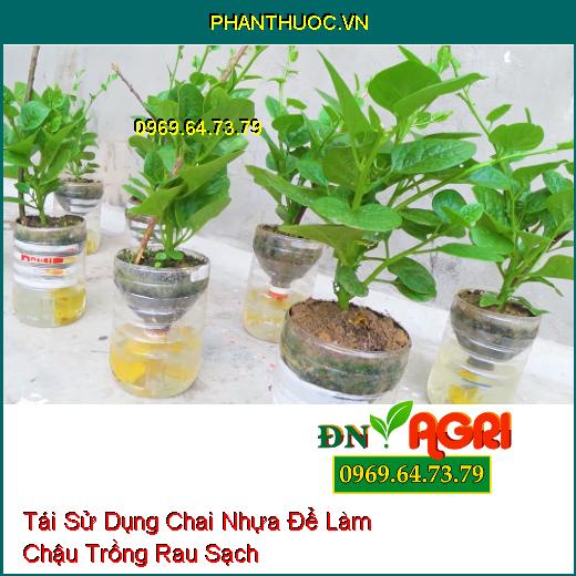 Tái Sử Dụng Chai Nhựa Để Làm Chậu Trồng Rau Sạch