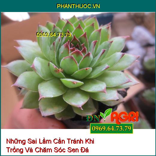 Những Sai Lầm Cần Tránh Khi Trồng Và Chăm Sóc Sen Đá