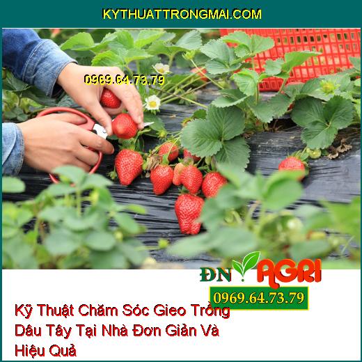 Kỹ Thuật Chăm Sóc Gieo Trồng Dâu Tây Tại Nhà Đơn Giản Và Hiệu Quả