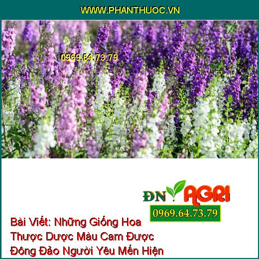 Những Giống Hoa Thược Dược Màu Cam Được Đông Đảo Người Yêu Mến Hiện Nay