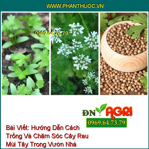 Hướng Dẫn Cách Trồng Và Chăm Sóc Cây Rau Mùi Tây Trong Vườn Nhà