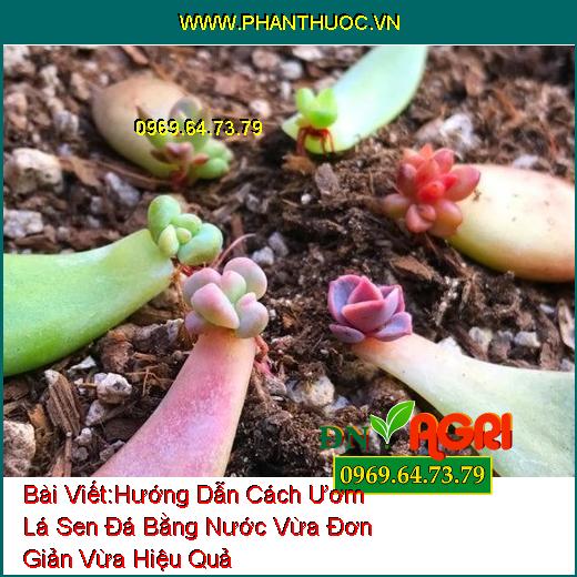 Hướng Dẫn Cách Ươm Lá Sen Đá Bằng Nước Vừa Đơn Giản Vừa Hiệu Quả