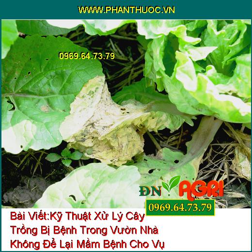 Kỹ Thuật Xử Lý Cây Trồng Bị Bệnh Trong Vườn Nhà Không Để Lại Mầm Bệnh Cho Vụ Mùa Sau