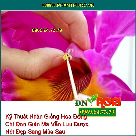 Kỹ Thuật Nhân Giống Hoa Đông Chí Đơn Giản Mà Vẫn Lưu Được Nét Đẹp Sang Mùa Sau