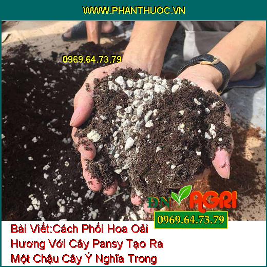 Cách Phối Hoa Oải Hương Với Cây Pansy Tạo Ra Một Chậu Cây Ý Nghĩa Trong Nhà