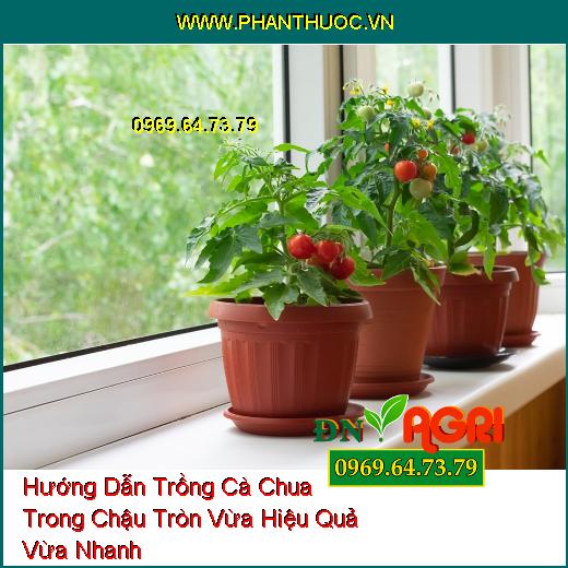 Hướng Dẫn Trồng Cà Chua Trong Chậu Tròn Vừa Hiệu Quả Vừa Nhanh