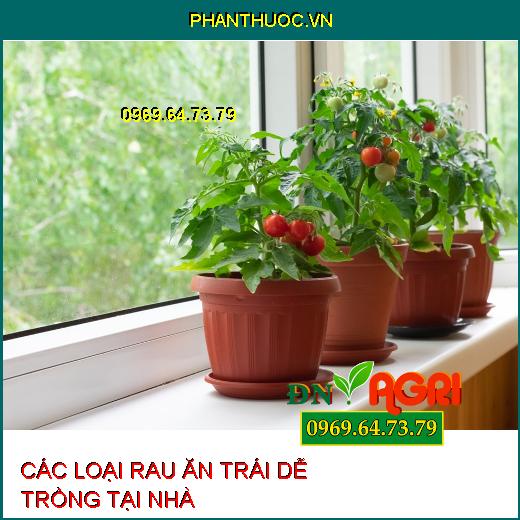 CÁC LOẠI RAU ĂN TRÁI DỄ TRỒNG TẠI NHÀ