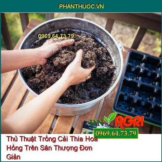 Thủ Thuật Trồng Cải Thìa Hoa Hồng Trên Sân Thượng Đơn Giản