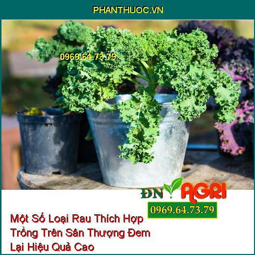 Một Số Loại Rau Thích Hợp Trồng Trên Sân Thượng Đem Lại Hiệu Quả Cao