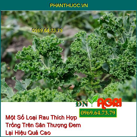 Một Số Loại Rau Thích Hợp Trồng Trên Sân Thượng Đem Lại Hiệu Quả Cao