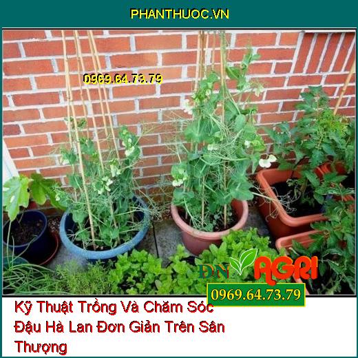 Kỹ Thuật Trồng Và Chăm Sóc Đậu Hà Lan Đơn Giản Trên Sân Thượng