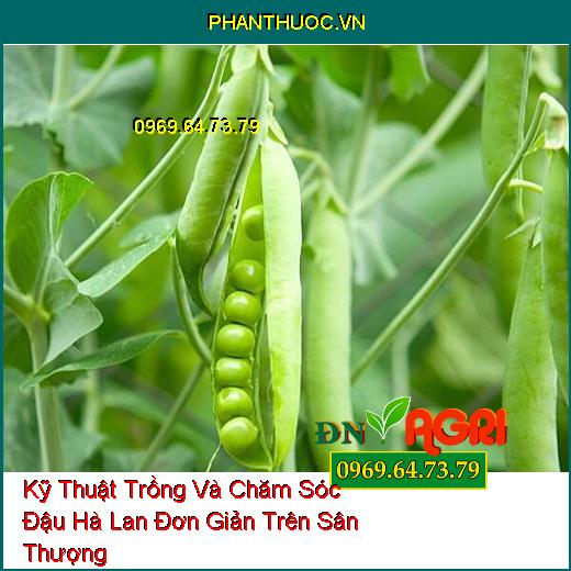 Kỹ Thuật Trồng Và Chăm Sóc Đậu Hà Lan Đơn Giản Trên Sân Thượng