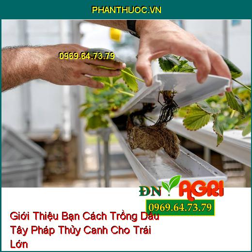 Giới Thiệu Bạn Cách Trồng Dâu Tây Pháp Thủy Canh Cho Trái Lớn