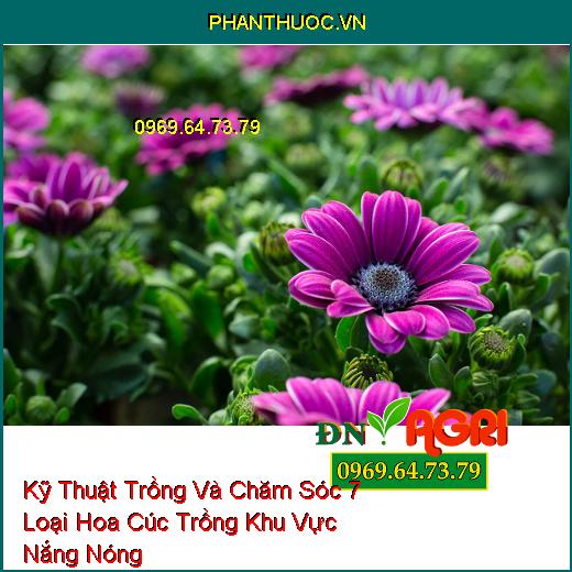 Kỹ Thuật Trồng Và Chăm Sóc 7 Loại Hoa Cúc Trồng Khu Vực Nắng Nóng 