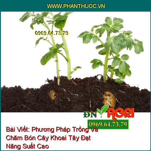 Phương Pháp Trồng Và Chăm Bón Cây Khoai Tây Đạt Năng Suất Cao